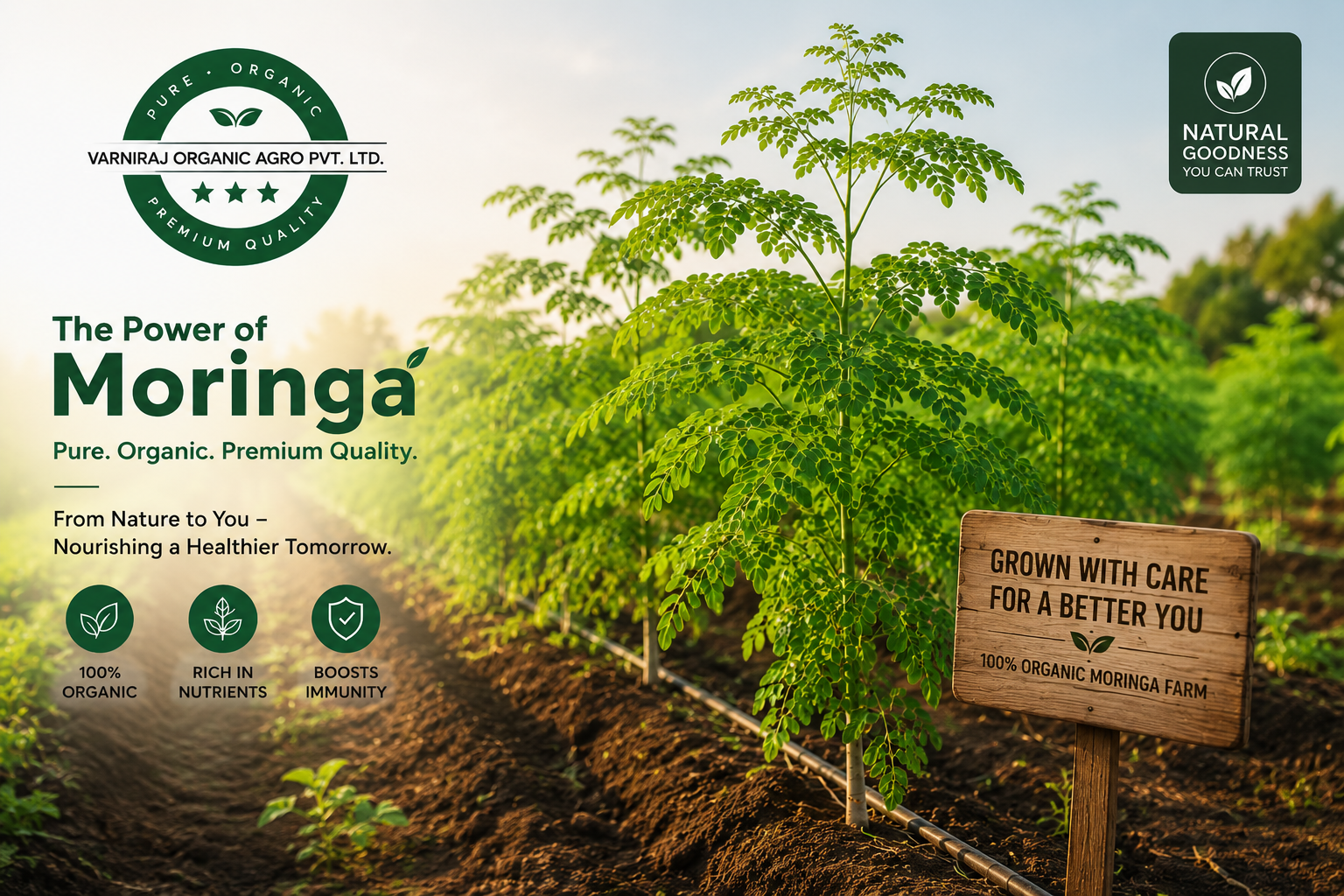 Moringa Farm